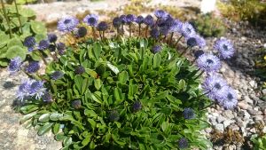 Globularia bellidifolia 'Horts Var.' - 8cm pot 